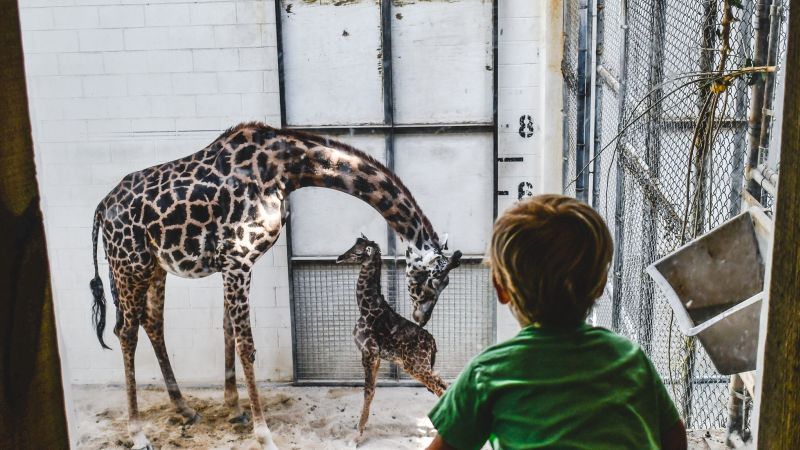 Virginia: Giraffe gives birth in front of zoo guests | CNN