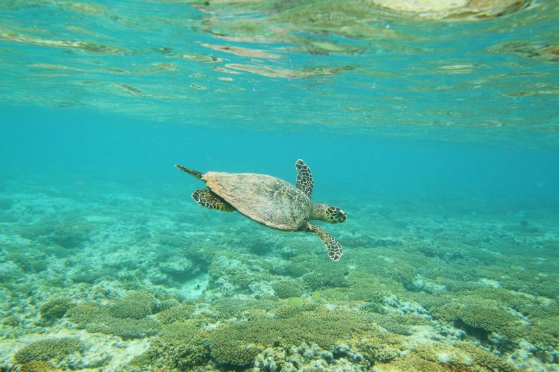 reports-of-sea-turtle-poaching-are-on-the-decline-study-says-or-cnn