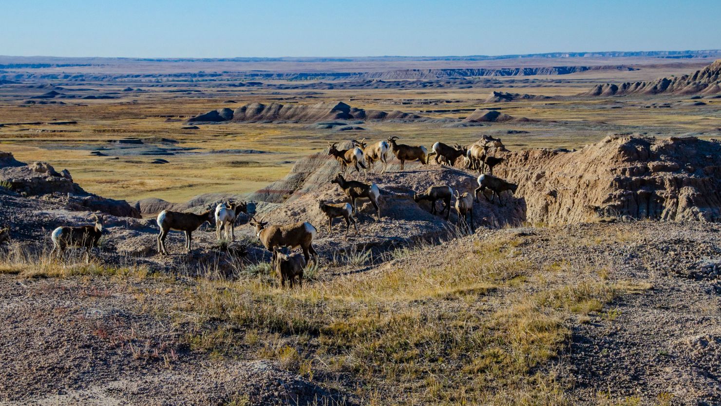 North America, USA, South Dakota, Badlands National Park, Bighorn Sheep Herd in Burns Basin Pinnacles. (Photo by: Bernard Friel/Education Images/Universal Images Group via Getty Images)