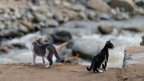 Jacob and Jeffrey, two of Baez's four cats that survived Fiona, look over the edge of the street where their home used to be.