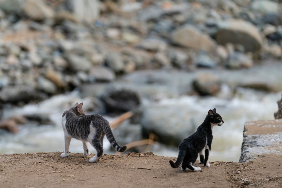 Jacob and Jeffrey, two of Baez's four cats that survived Fiona, look over the edge of the street where their home used to be.