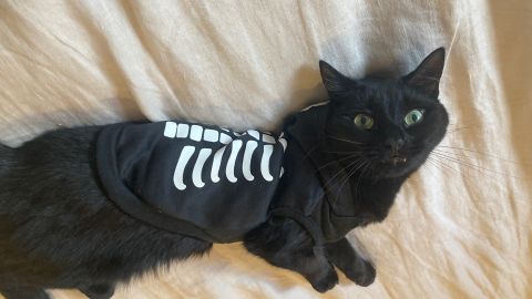 Hide & Eek Boutique Skeleton Glow Hoodie Dog and Cat Clothing