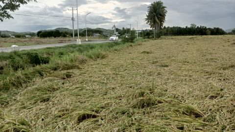 台風 Noru によってもたらされた強風により、フィリピンのヌエバ エシジャ州ラウルにあるラドリド ファームの田んぼが平らになりました。