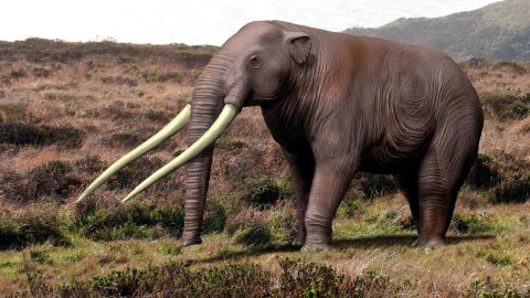 An artist's impression of Anancus arvernensis, a type of gomphothere, that lived in Europe during the Pleistocene epoch of Europe -- 2,580,000 to 11,700 years ago.
