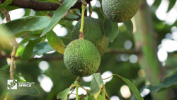 marketplace africa westfalia fruit avocado_00001924.png