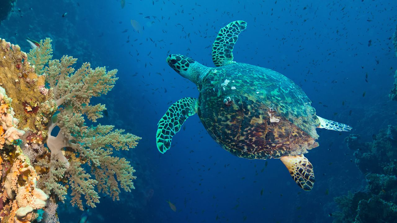 <strong>Coco Collection: </strong>Coco Collection's two Maldives properties are behind the veterinarian-led ORP Marine Turtle Rescue Centre. Guests can join coral tree planting outings, participate in reef cleanups or even help rehabilitate rescued turtles. 