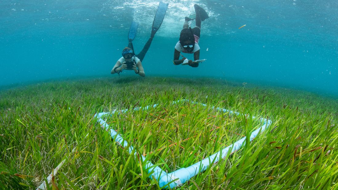 <strong>Six Senses Laamu:</strong> Guests of the Six Senses Laamu can spend time with marine scientists, part of the resort-led Maldives Underwater Initiative (MUI) that was founded to protect sea turtles, mantas and seagrass. Click through to learn about other innovative sustainability actions resorts in the Maldives are taking. 