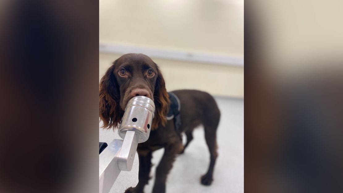 Twenty dogs were initially screened to find the stress sample among two blanks before the researchers added in a pre-stress sample.