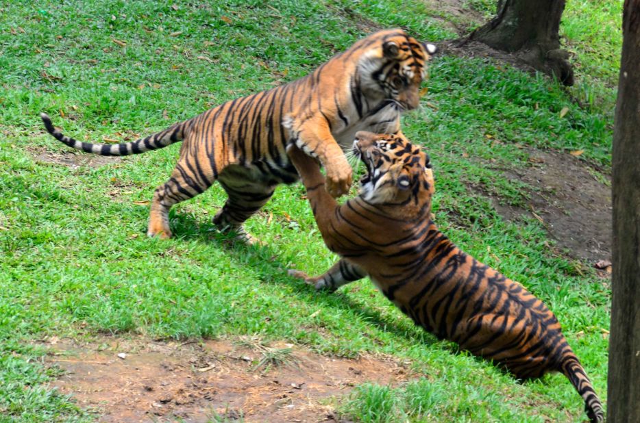 <strong>Sumatran tigers:  </strong>The highland forests of Sumatra's Kerinci Seblat National Park have more tigers than all of Thailand, Cambodia, Laos and Vietnam combined  This mountainous wilderness is one of the most densely-populated tiger reserves in the world.