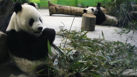 Tuan Tuan and Yuan Yuan, the two giant panda gifts from China, eat bamboo leaves inside their new enclosure at the Taipei Zoo on January 26, 2009.