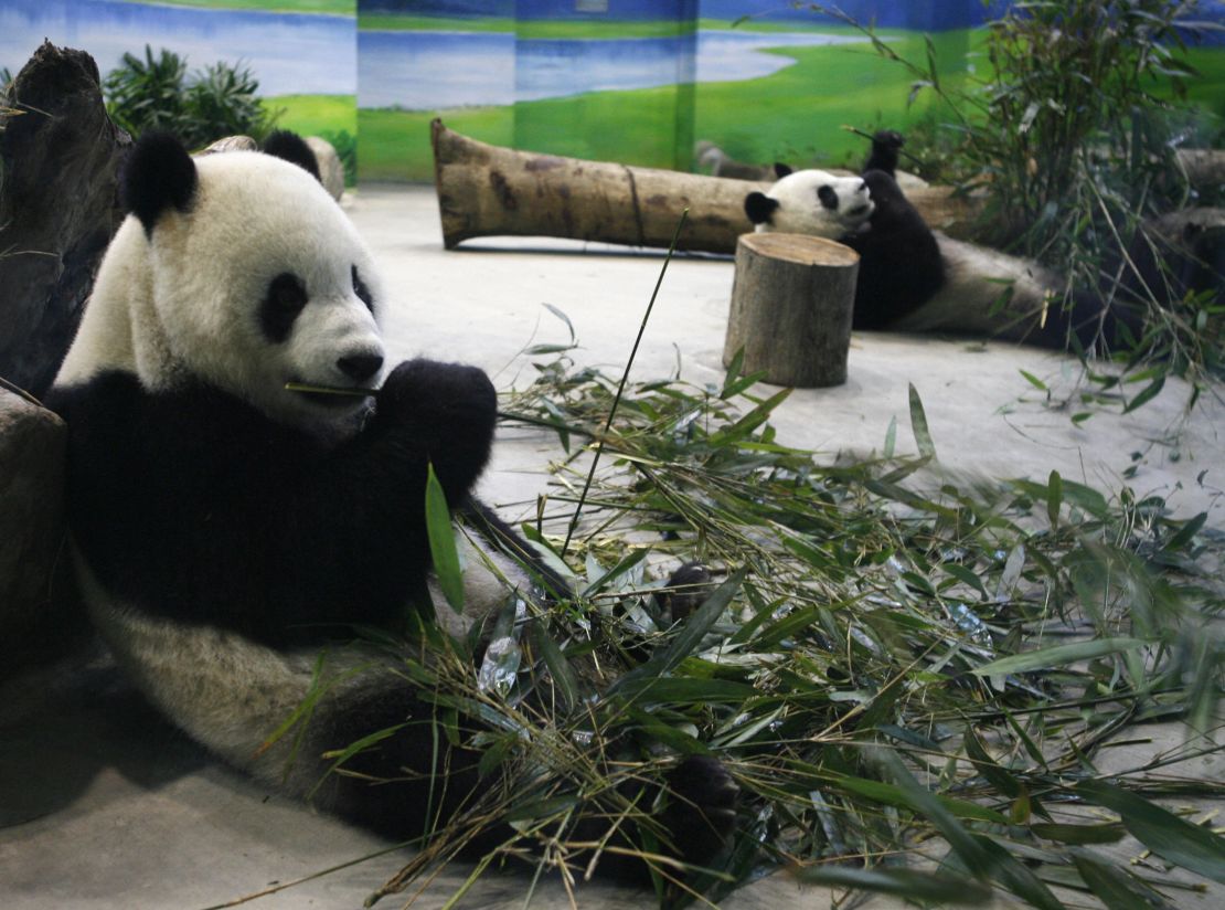 Tuan Tuan and Yuan Yuan, the two giant panda gifts from China, eat bamboo leaves inside their new enclosure at the Taipei Zoo on January 26, 2009.