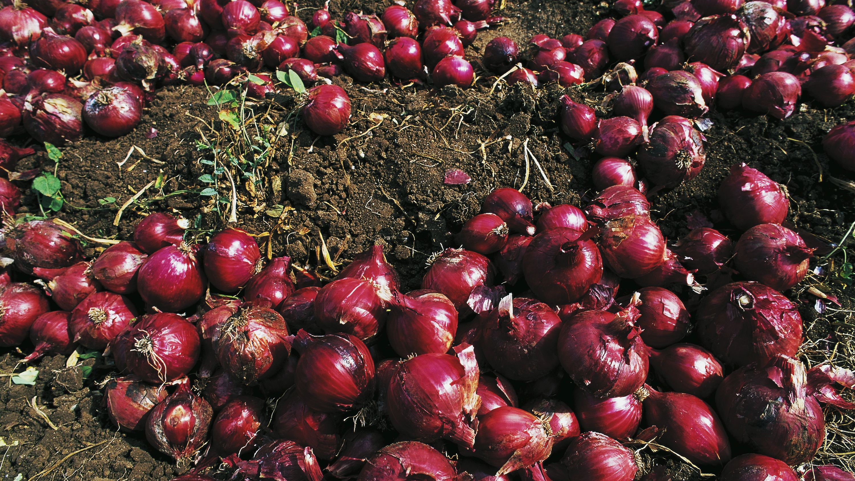 Red Onions – All You Need to Know