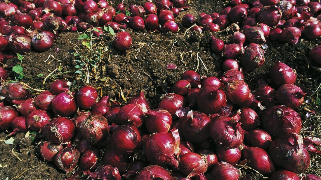 <strong>Don't take it as red: </strong>The onions are so valuable that there's a fake onion market.