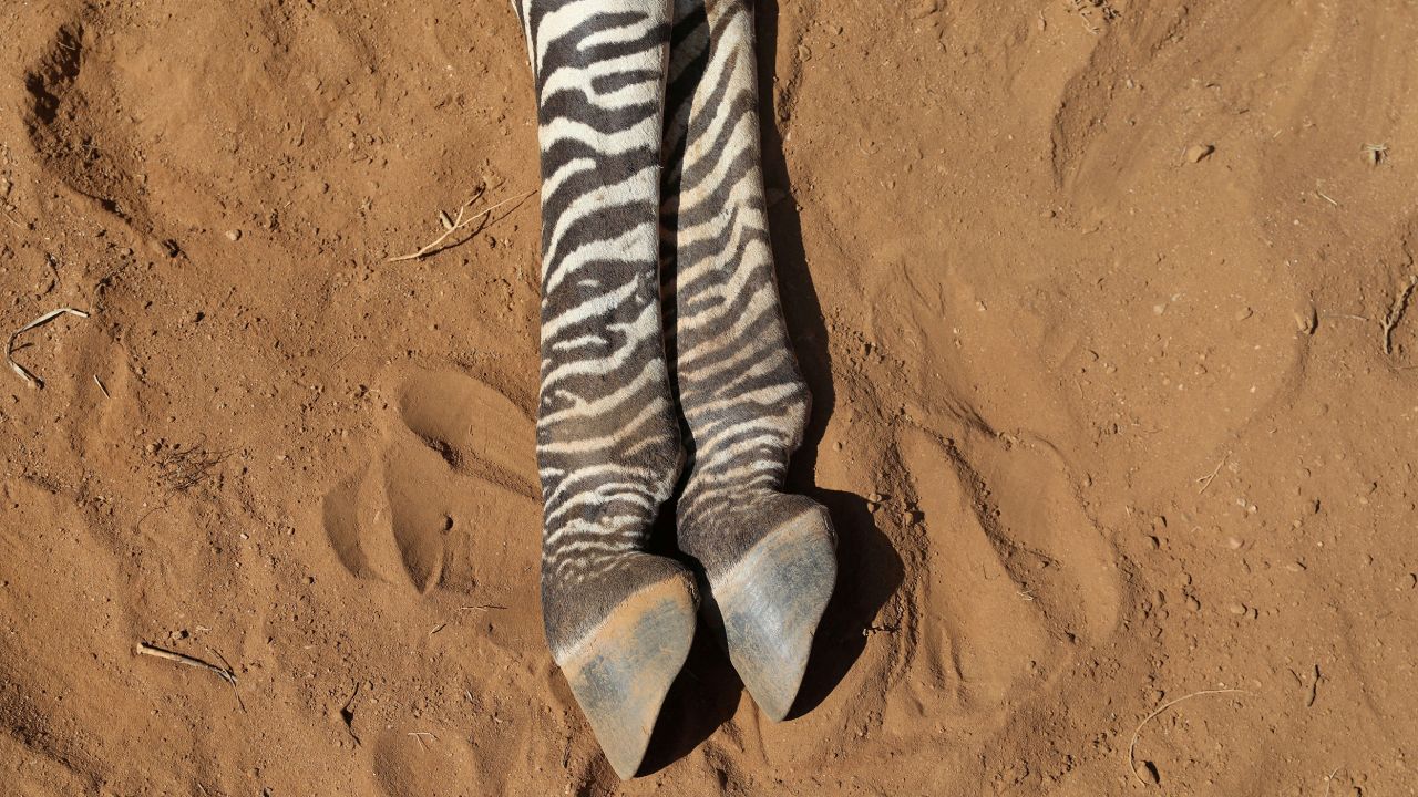The carcass of an endangered Grevy's Zebra, which died during the drought, is seen in the Samburu national park, Kenya, September 20, 2022.