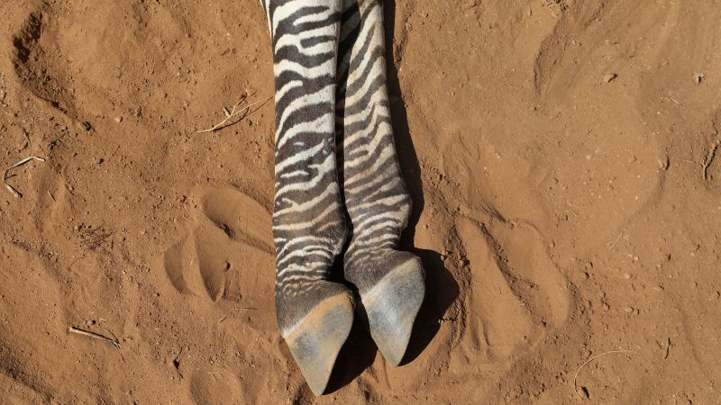 2% of the world's rarest zebras wiped out in Kenya's relentless drought