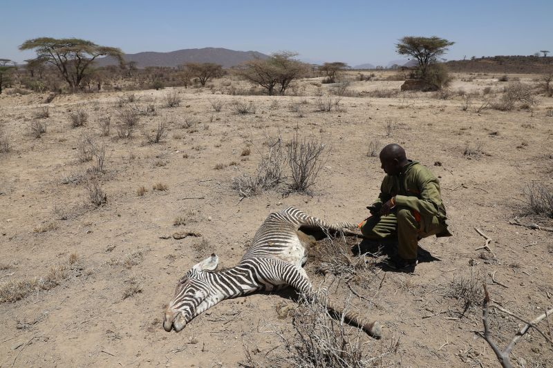 Kenya's Drought Wipes Out 2% Of The World's Rarest Zebras | CNN