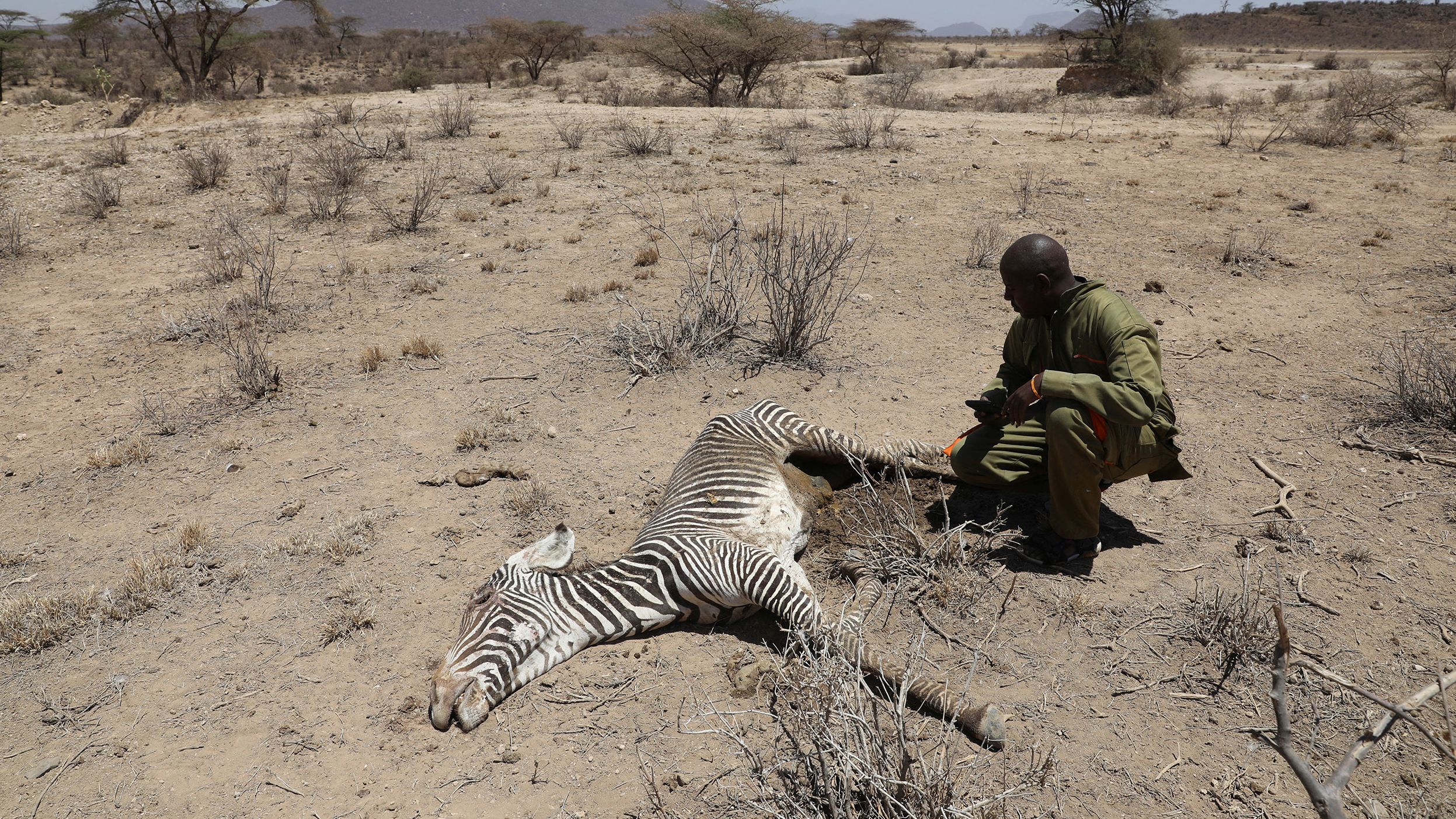 Andrew Letura, ecological and monitoring officer at the Grevy's Zebra Trust, kneels next to the carcass of an endangered Grevy's Zebra, which died during the drought, in the Samburu national park, Kenya, September 23, 2022.