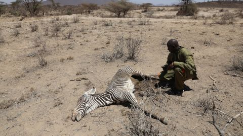 Andrew Litura, Environmental and Monitoring Officer at Grevy's Zebra Trust, kneels next to the carcass of an endangered Grevy's zebra, which died during a drought, in Samburu National Park, Kenya, September 23, 2022.