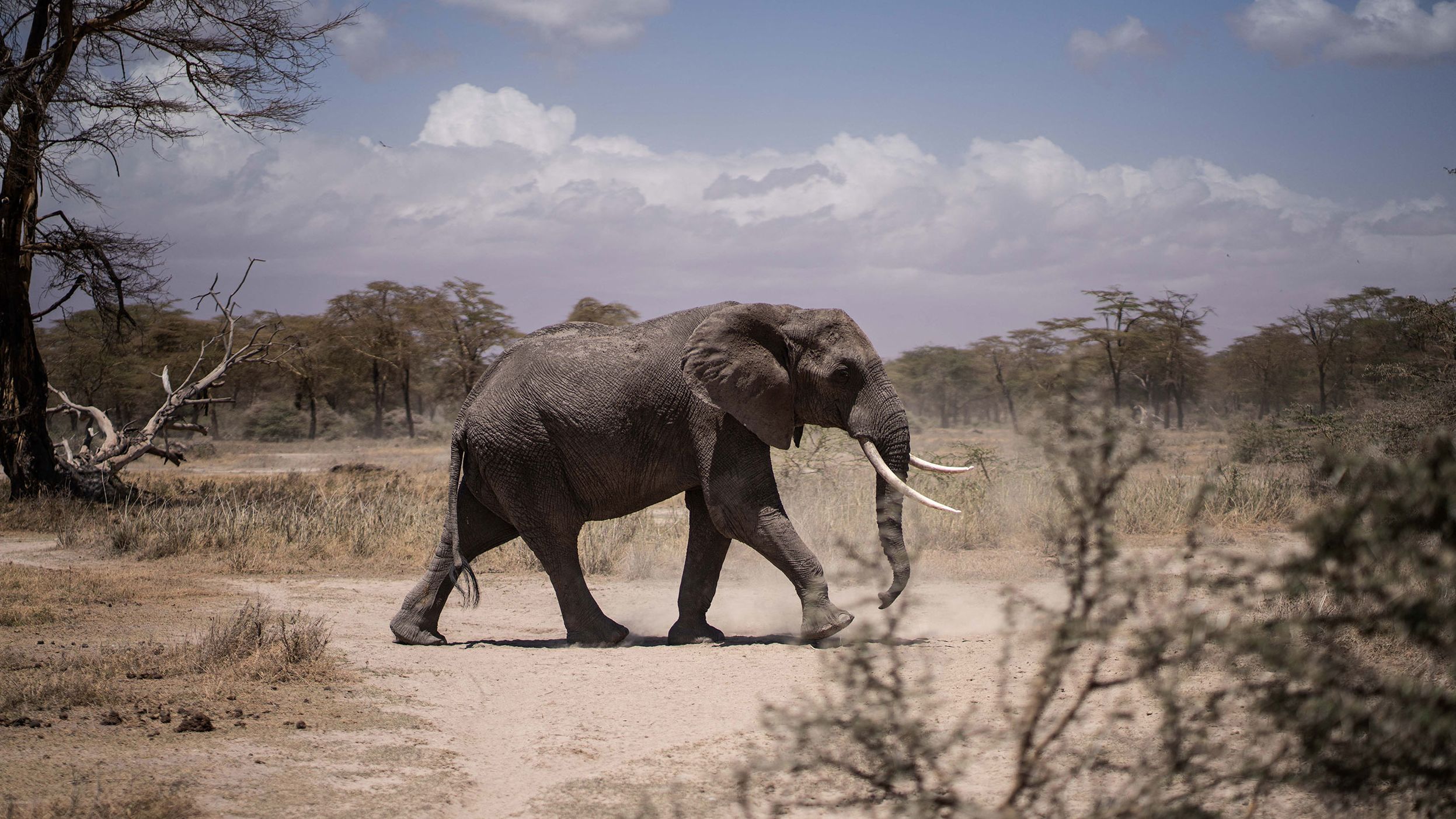 An elephant walking towards a nearby river in the Kimana Sanctuary in Kajiado, Kenya, on September 25, 2022.