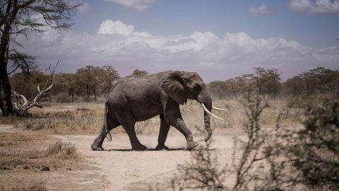 An elephant walks towards a nearby river at Kimana Game Reserve in Kajiado, Kenya on September 25, 2022.