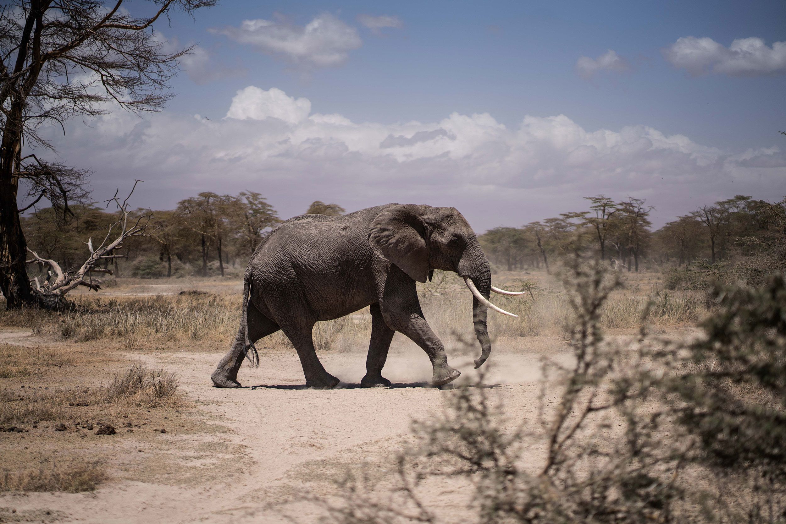 2% of the world's rarest zebras wiped out in Kenya's relentless drought