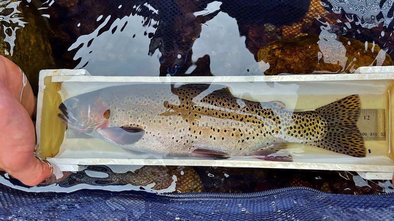 Colorado officials have evidence that the endangered greenback cutthroat trout is reproducing in the wild.