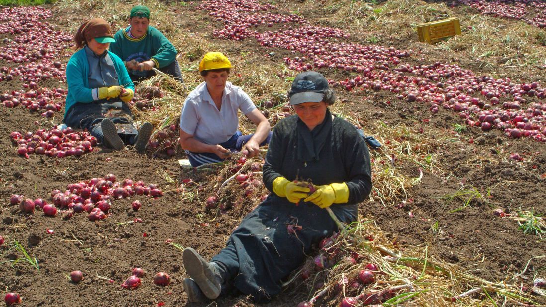 <strong>Limited edition:</strong> The onions are grown along a 60-mile strip of Calabria.