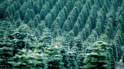 US Christmas tree farms say they don't expect any shortage of real trees this holiday season, but buyers should prepare to spend more on them this year.