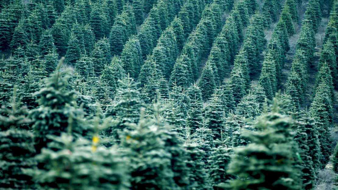 US Christmas tree farms say they don't expect shortages of real trees this holiday season but shoppers should prepare to spend more for them this year.