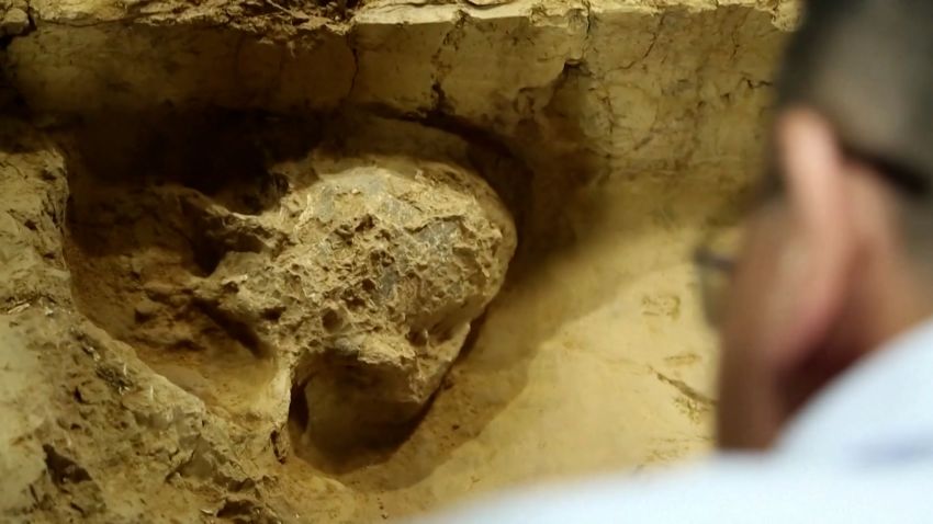 1 million year old human skull discovered