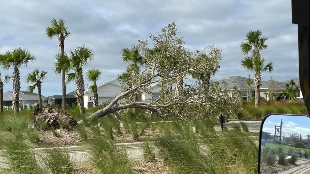 An uprooted tree in Babcock Ranch after Hurricane Ian.