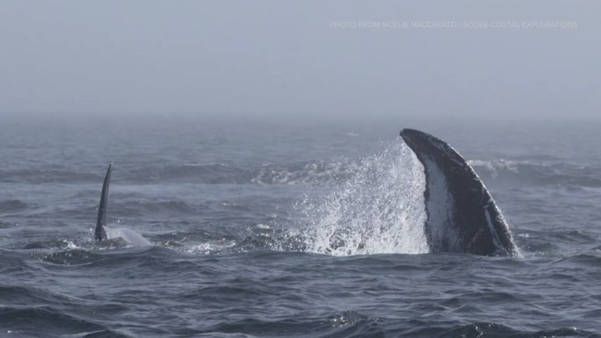 Humpback Whale and Orca