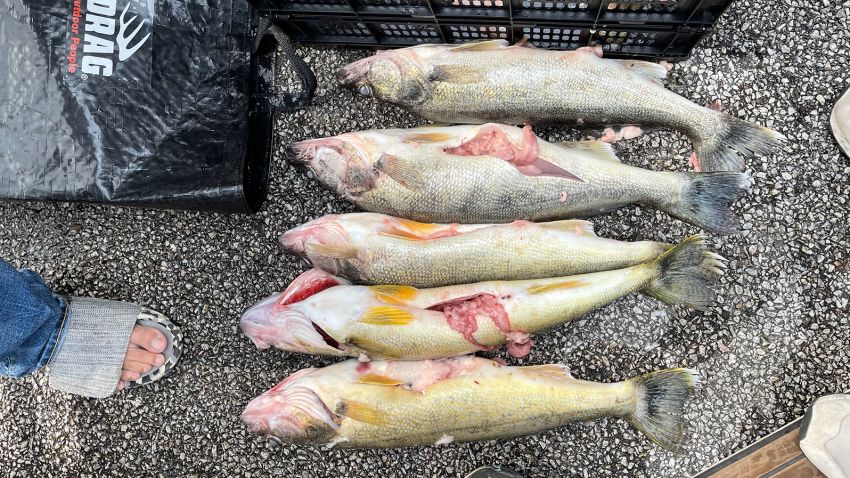 Two fishermen accused of stuffing fish with weights during a
