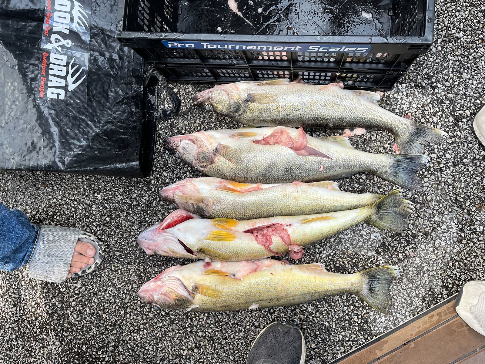 Lake Erie walleye anglers get great news for the New Year! - The