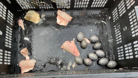 Sinkers and fish fillets were found in the team's catch.