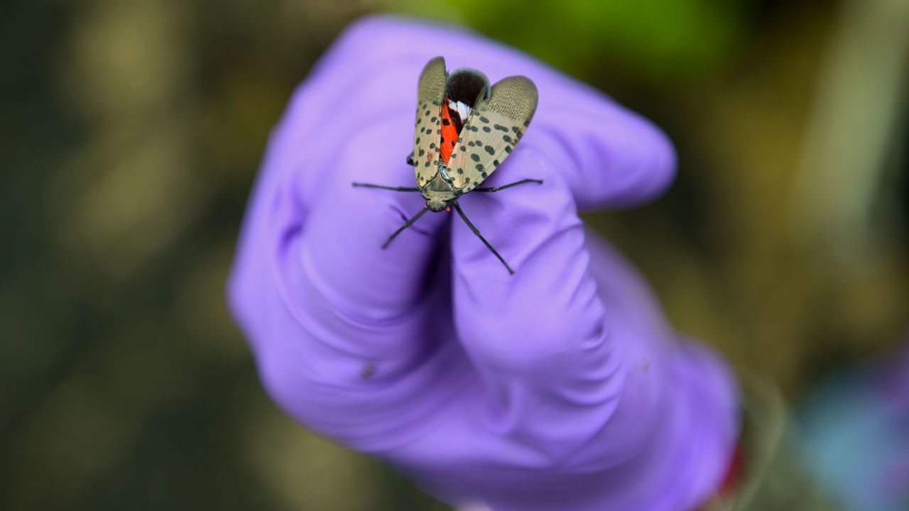 A field technician holds a spotted lanternfly Friday at a farm in Pennsylvania.  