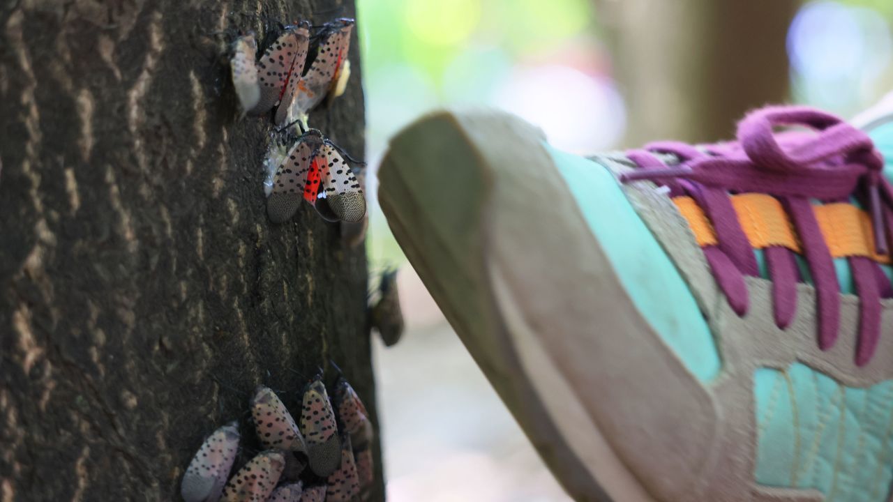 A student at an after-school outdoor education class kills spotted lanternflies at a park in New York City. 