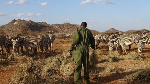 The Grevy's Zebra Trust is providing supplementary hay to help the endangered Grevy's zebra survive the drought crisis in northern Kenya.