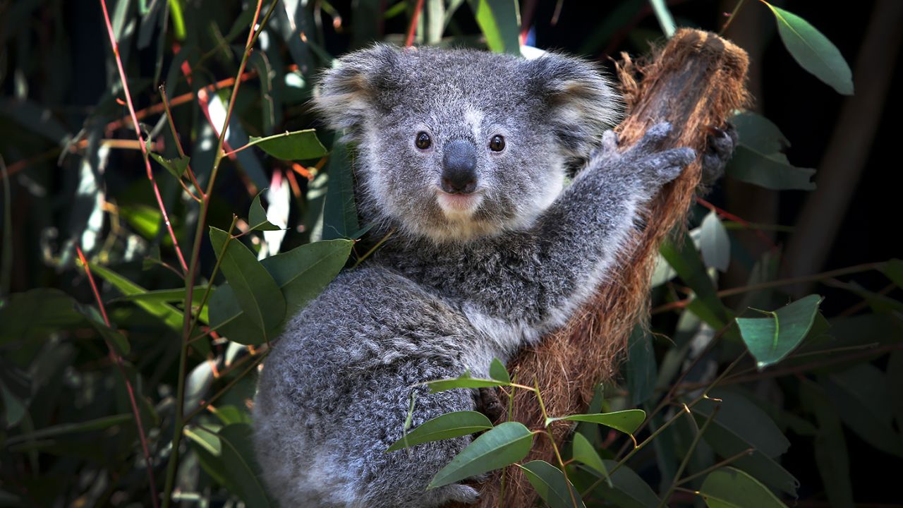 Koalas are on the list of priority species included in Australia's new Threatened Species Action Plan. 