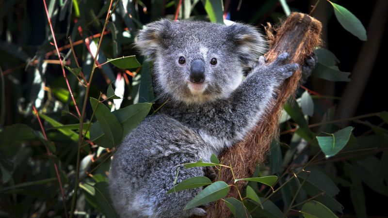 australia-commits-to-zero-extinctions-with-new-plan-to-protect-30-of-land-or-cnn