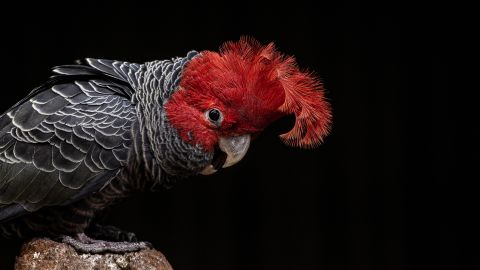 Australia listed the gang-gang cockatoo as an endangered species in March, 2022. 