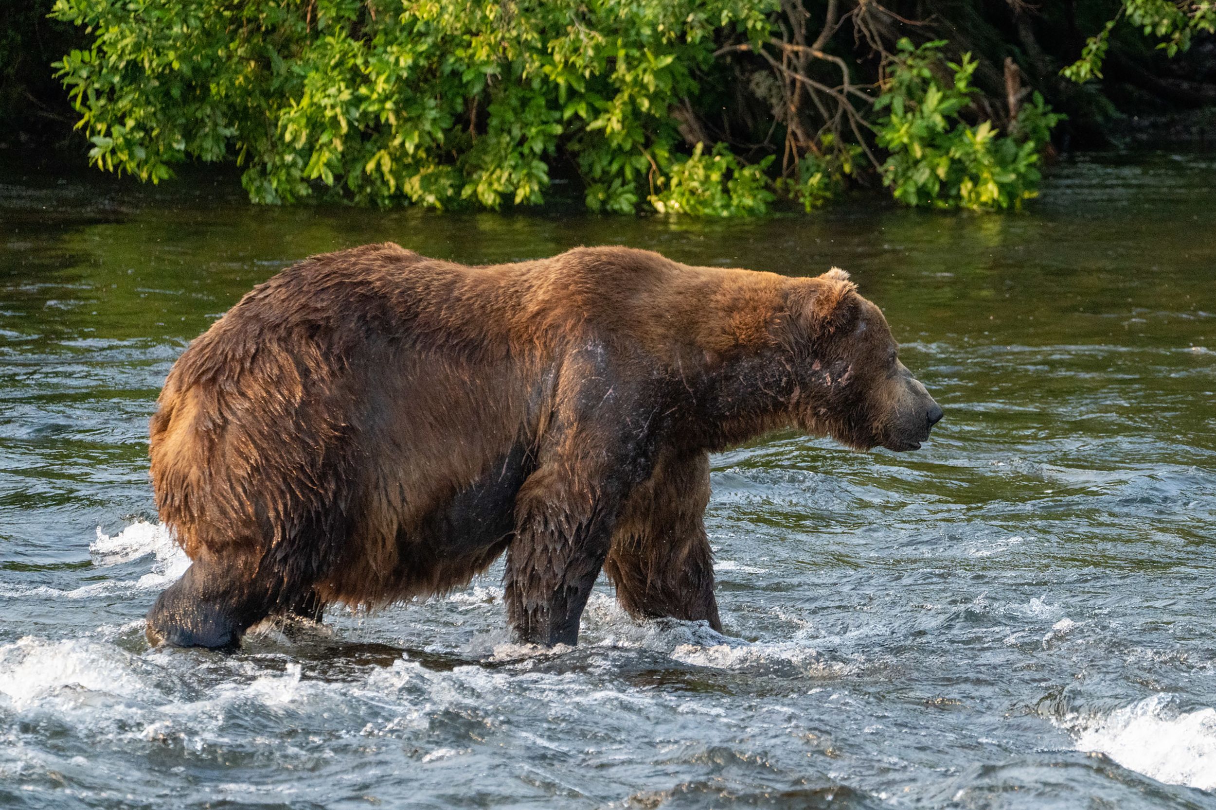 Fat Bear Week 2023 would be postponed by a government shutdown : NPR