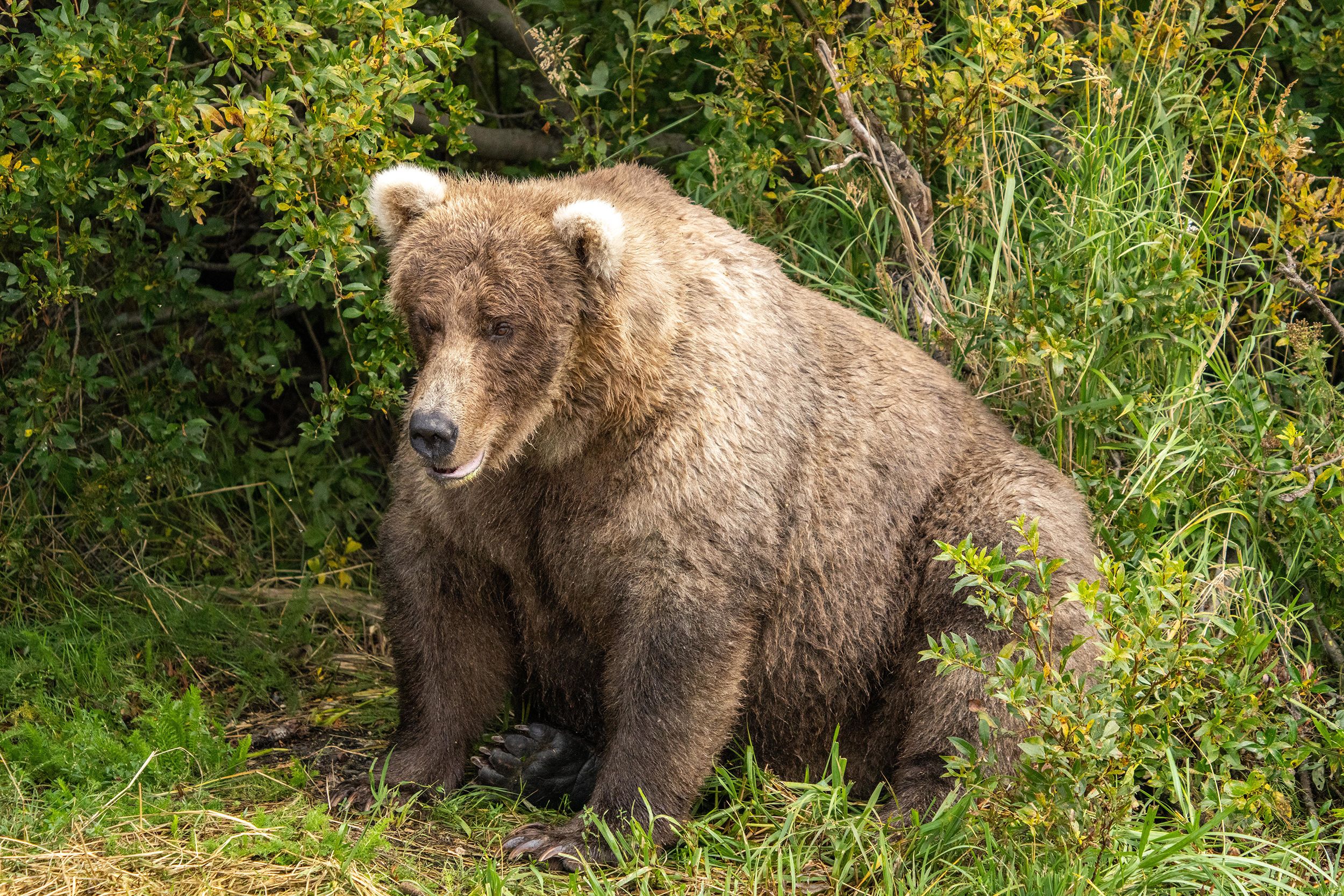 Fat Bear Week: Vote For Your Favorite Katmai Bear : Short Wave : NPR