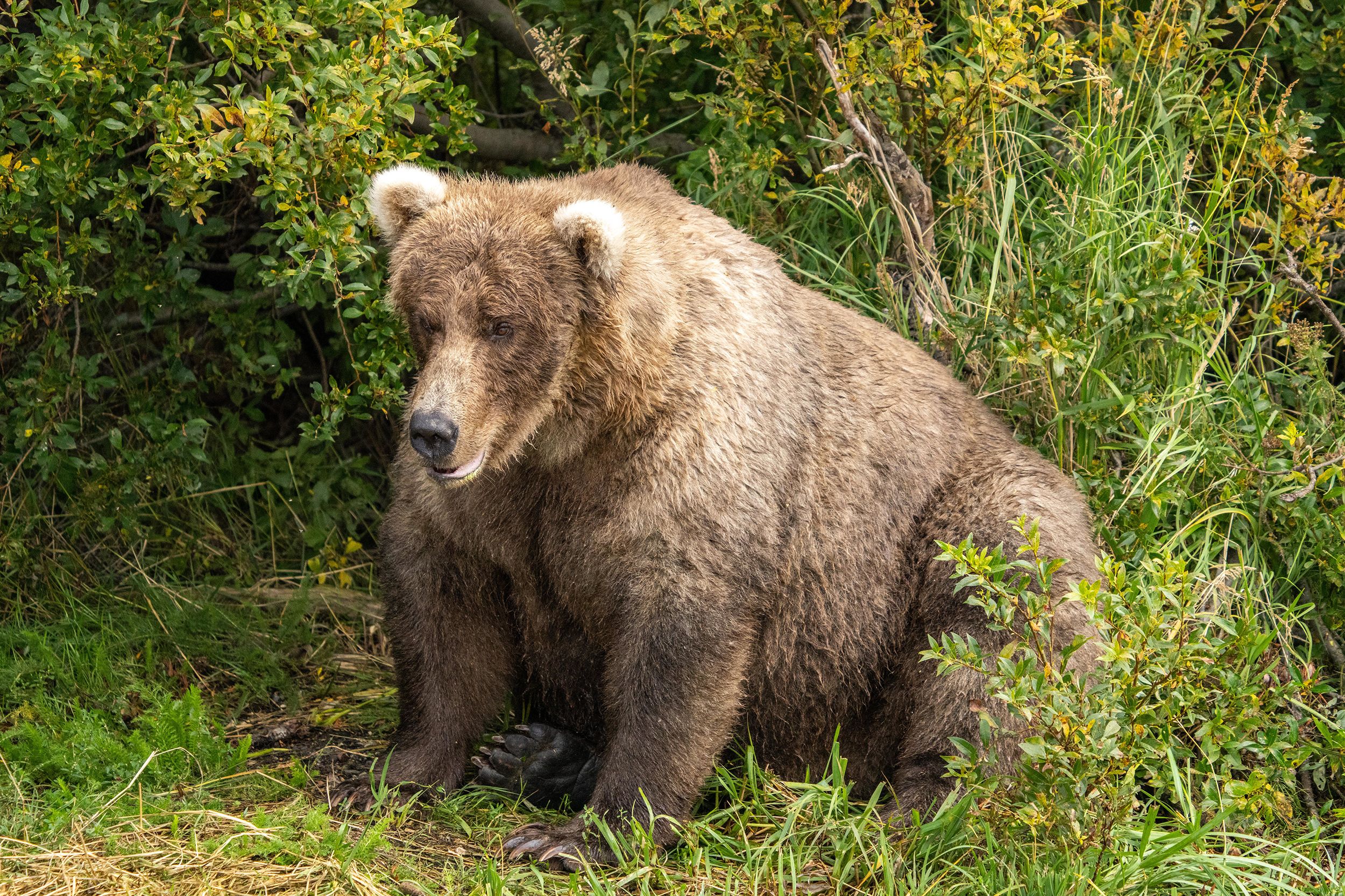 fat grizzly bear