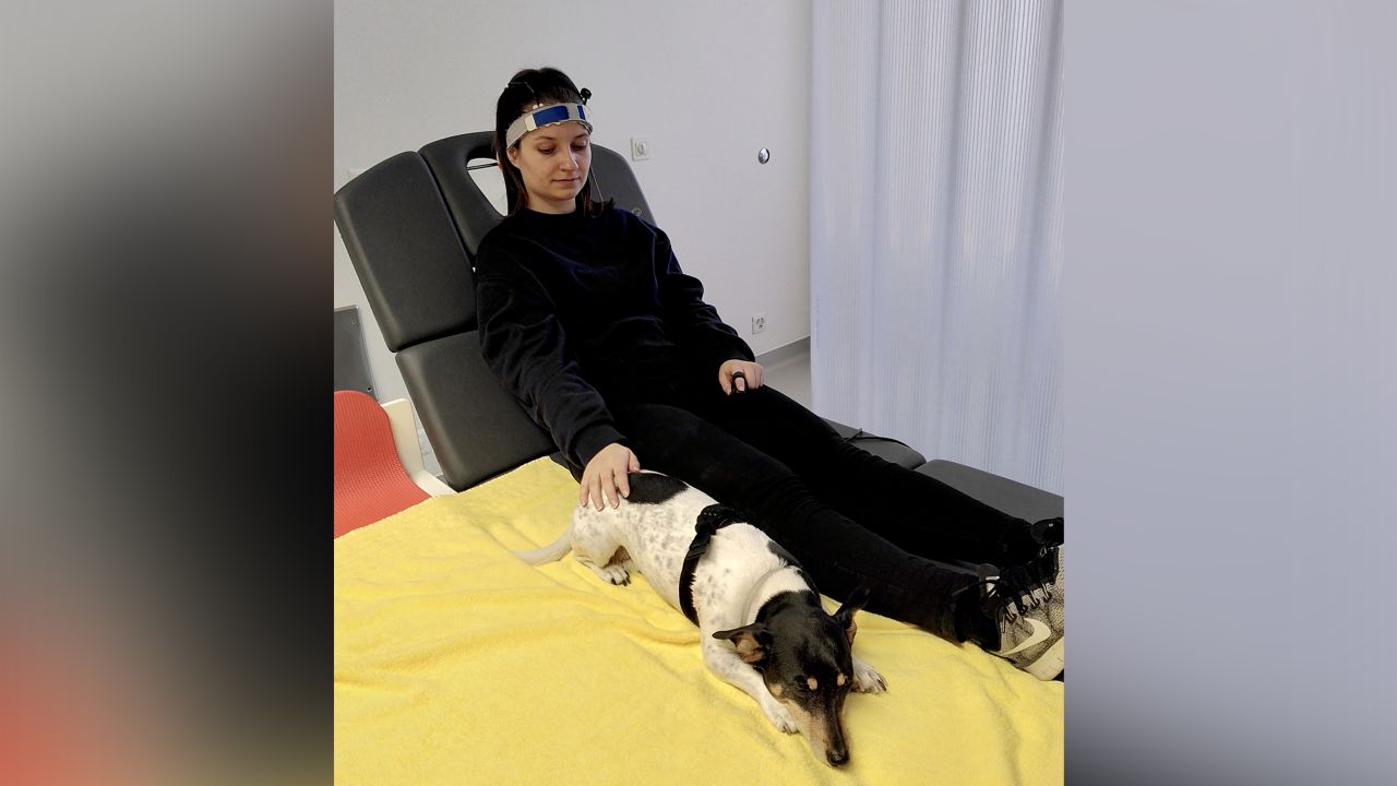 Petting a live dog supercharged activity in the part of the brain that controls thinking and emotional reactions, the study found.