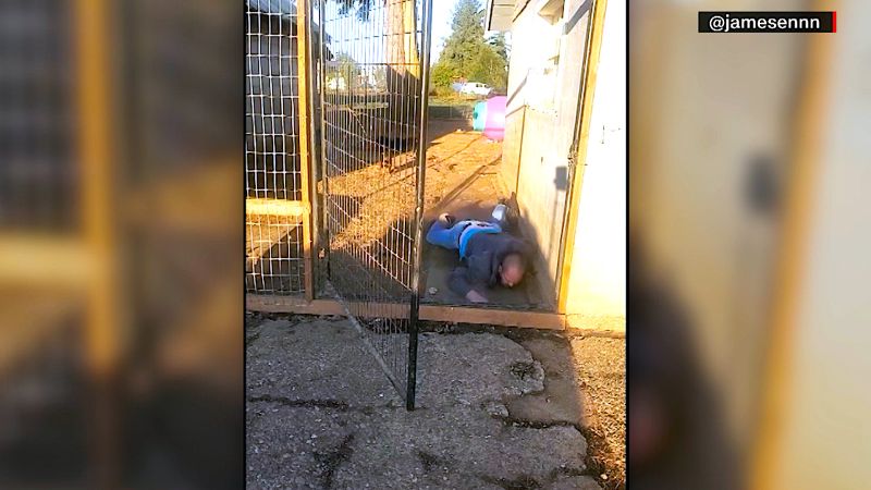 Watch: Pet sitter faceplants while trying to wrangle puppies | CNN