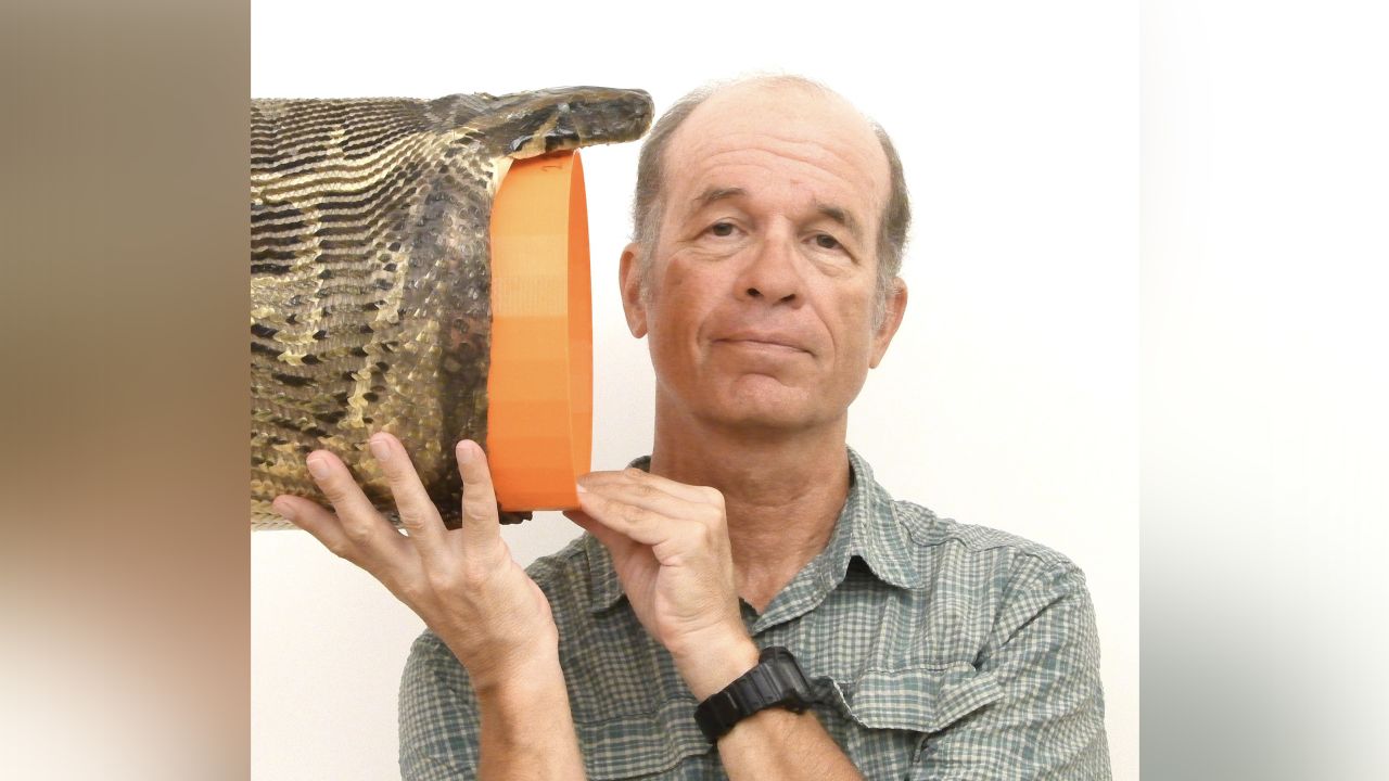 Biologist Bruce Jayne of the University of Cincinnati measured just how widely euthanized pythons could open their mouths.