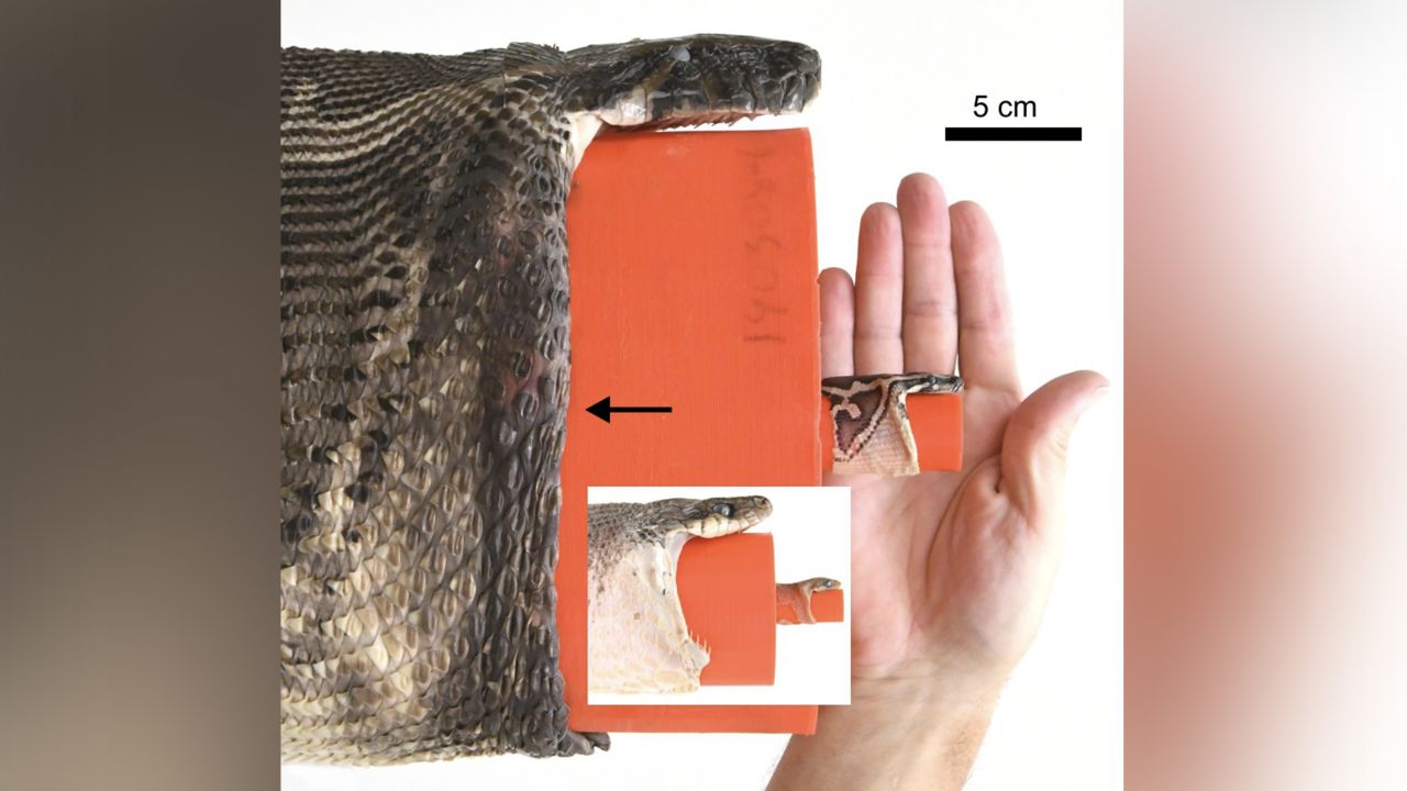 The researchers compared the Burmese python's gape with the gape of much smaller brown tree snakes.
