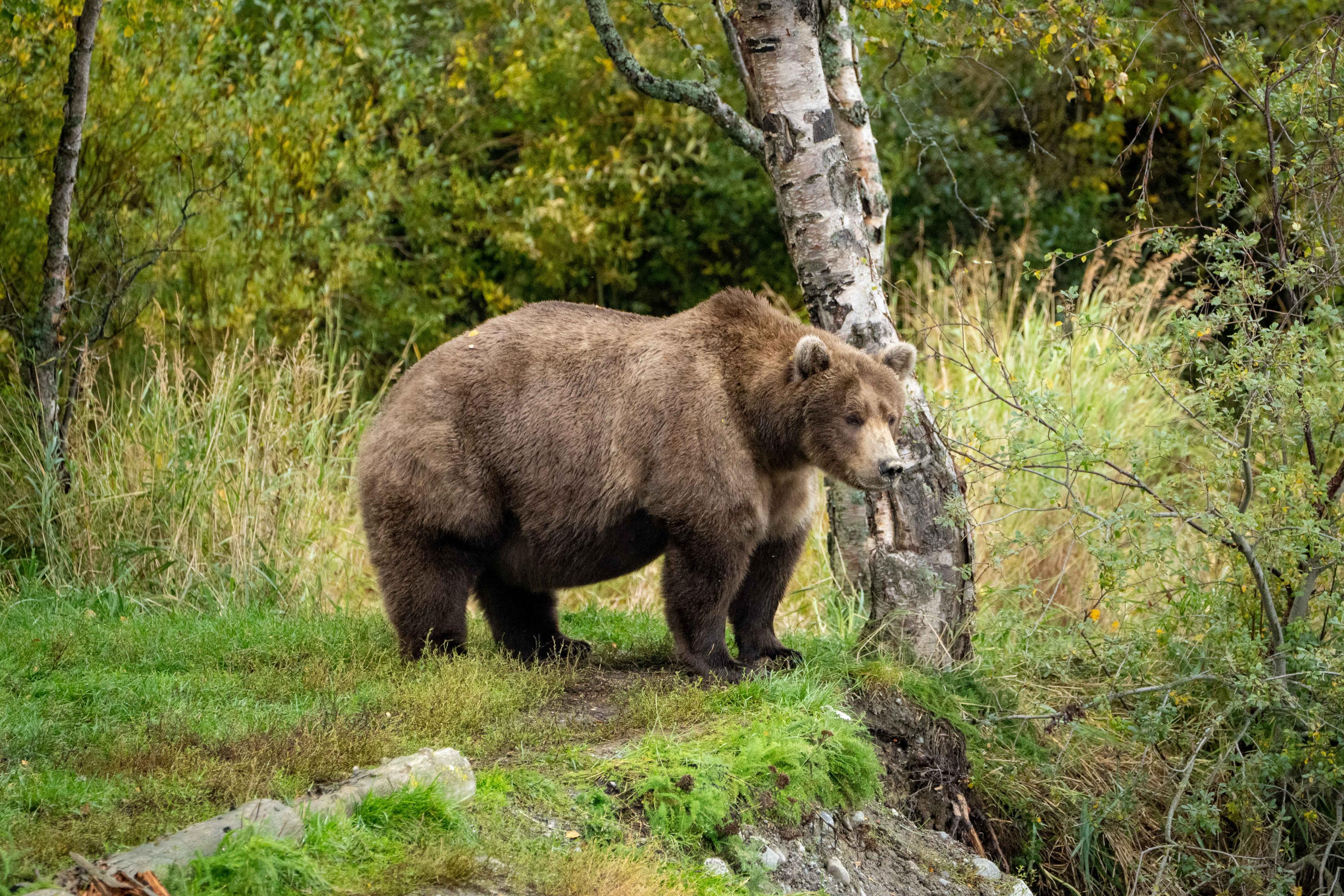 Fat Bear Week voting begins, in a race to find the chonkiest bear : NPR