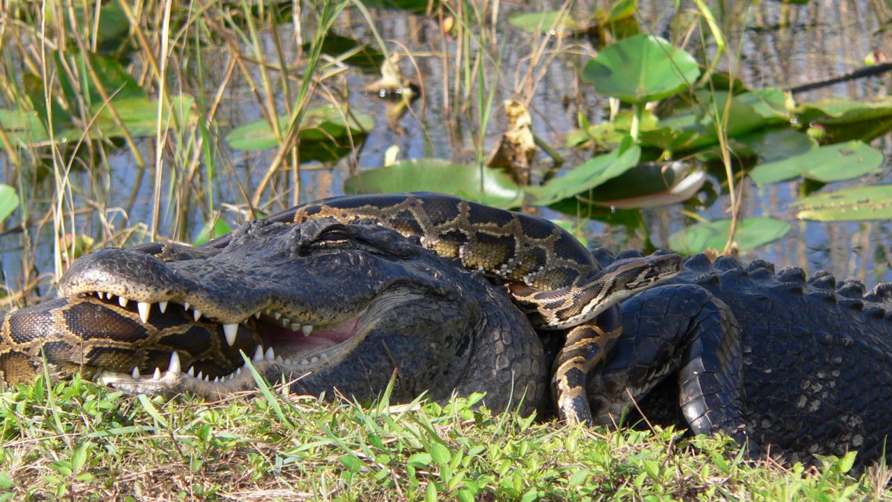 An American alligator and a Burmese python are locked in a struggle to prevail in Everglades National Park in Florida.